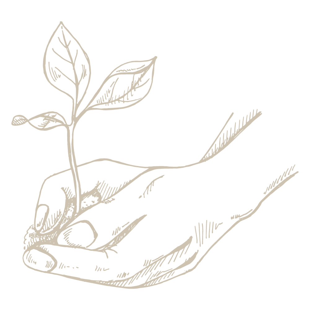 Ilustración Renuevo